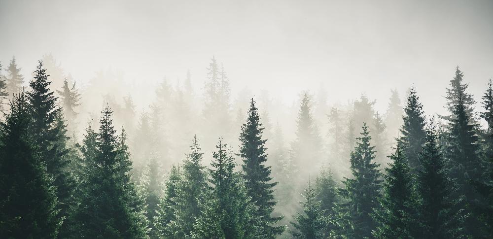 mist and trees for science page