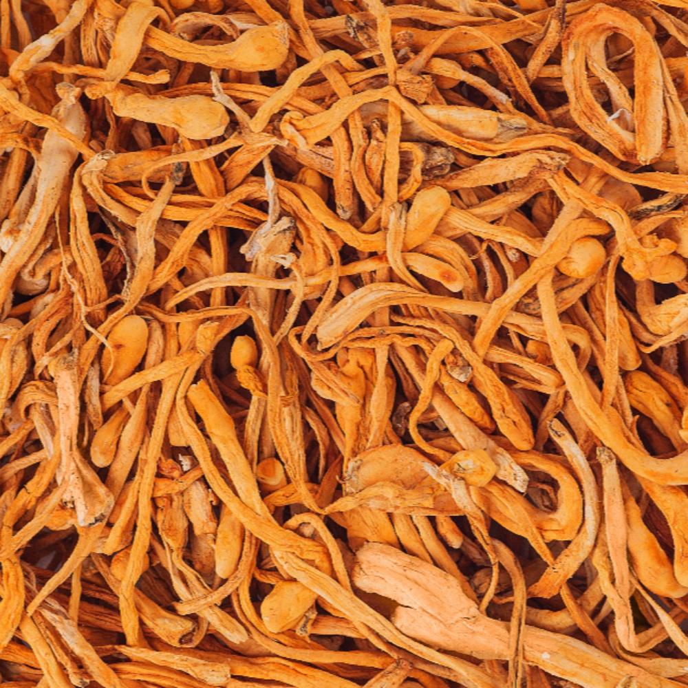 Cordyceps: The Energy-Boosting Mushroom You Need to Know