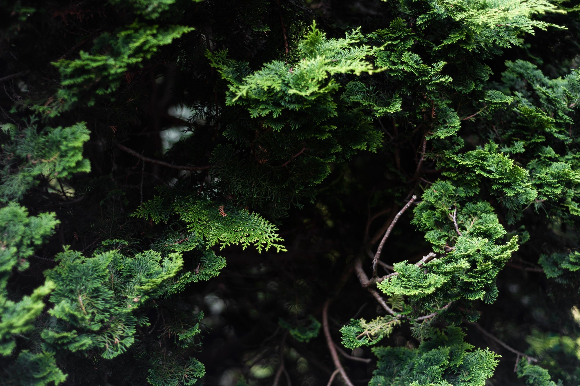 Forest Greenary