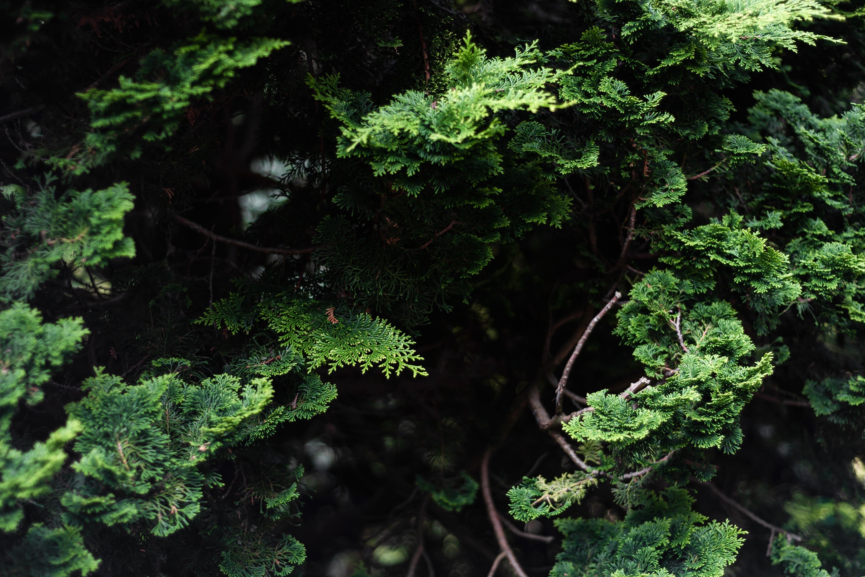 Forest Greenary