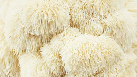 Lion's Mane Mushrooms: Find Your ROAR