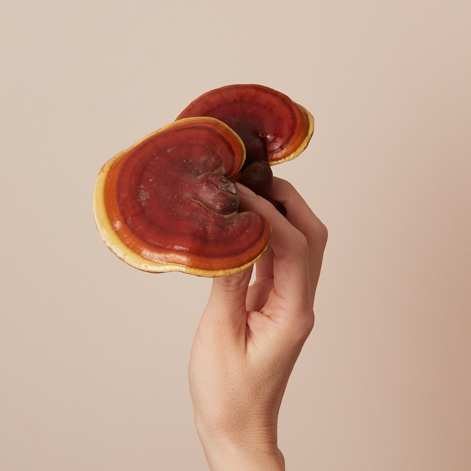 Reishi Mushrooms: The Ultimate Calm and Wellness Superfood