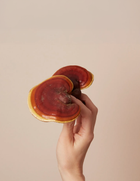 Reishi