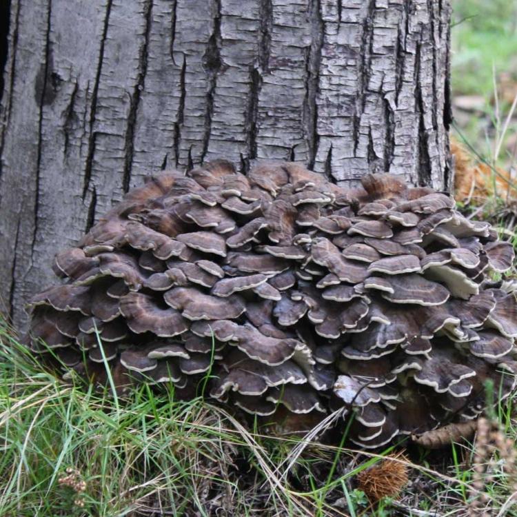 maitake functional mushrooms