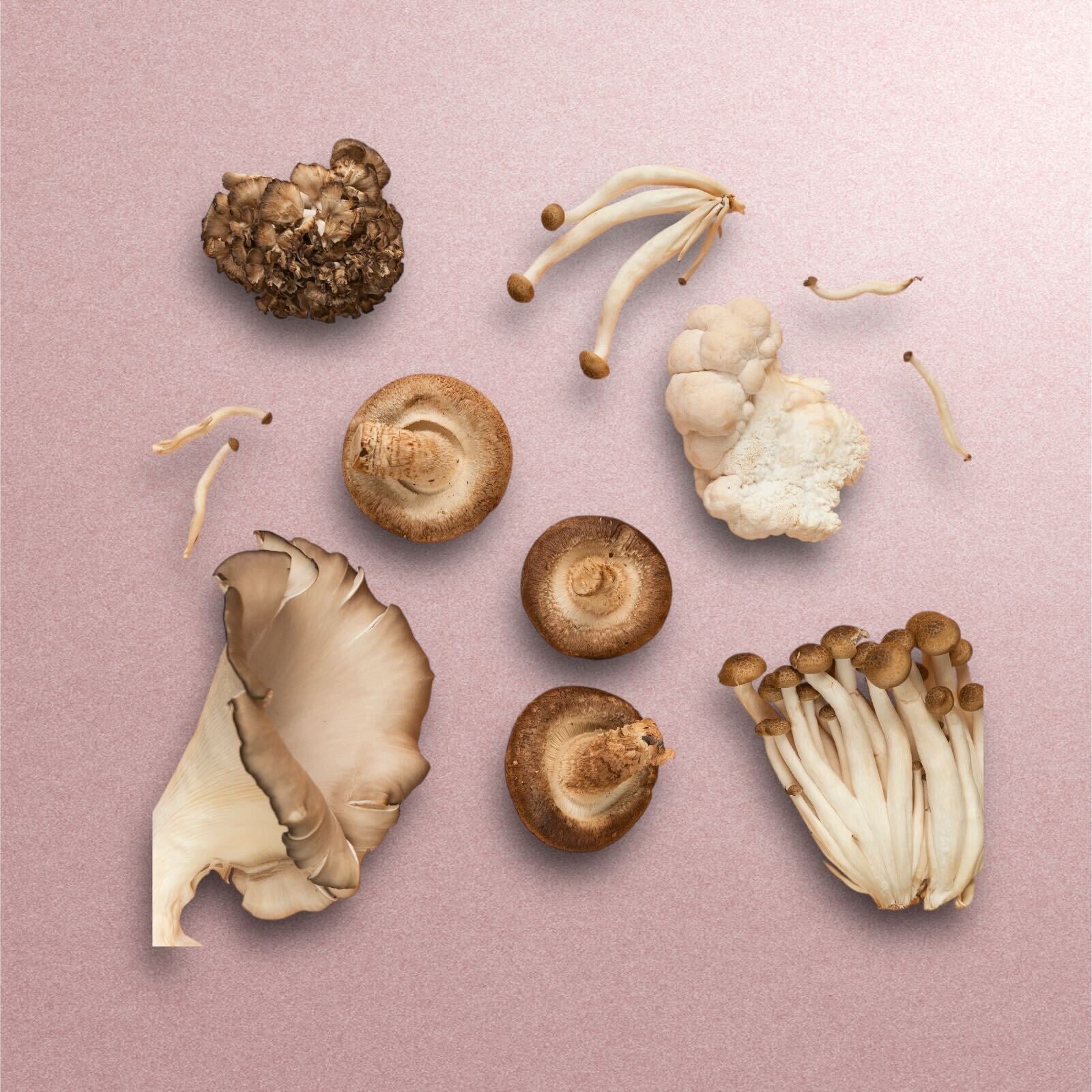 a selection of wild mushrooms on pink background