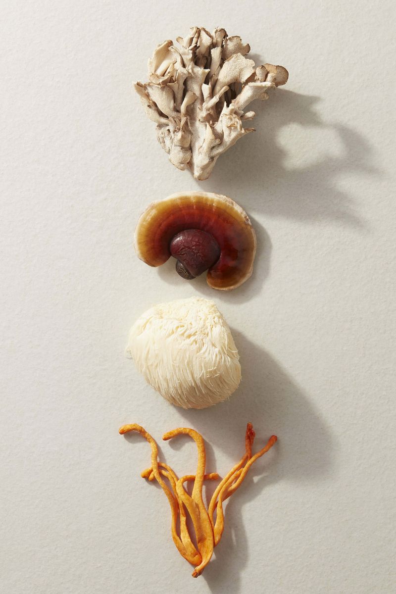 Cordyceps, Reishi, Lions Mane and Maitake mushrooms on a kitchen surface